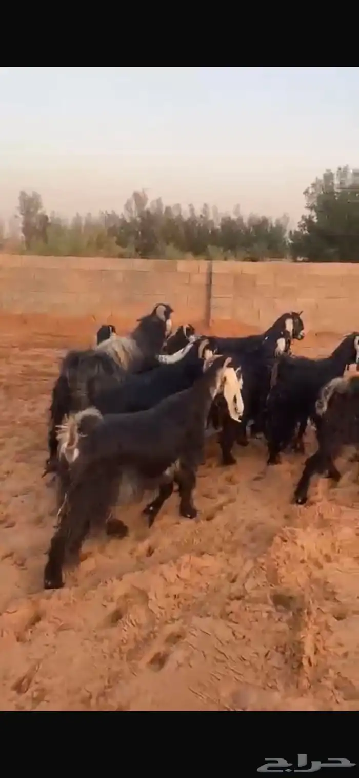 معزاء مقاني حلوه 8