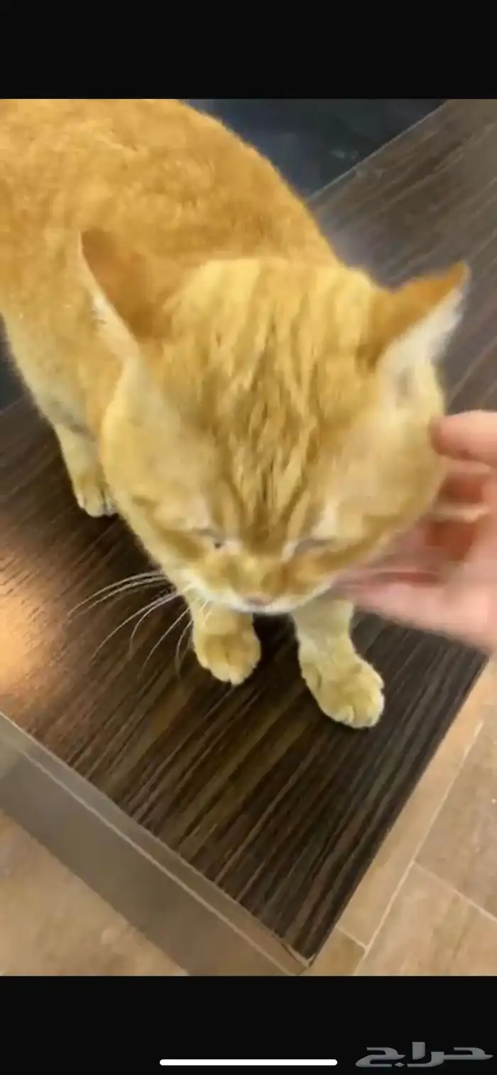 قط تبني مستعجل اليف 4