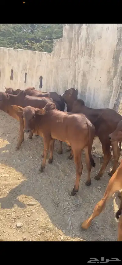 حسيل بلدي دهم index