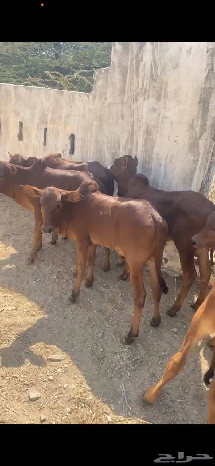 حسيل بلدي دهم 2