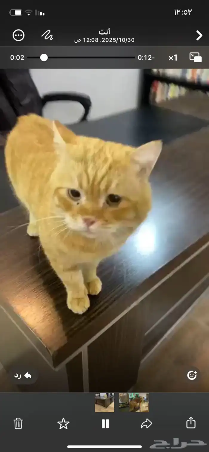 قط تبني مستعجل اليف 0