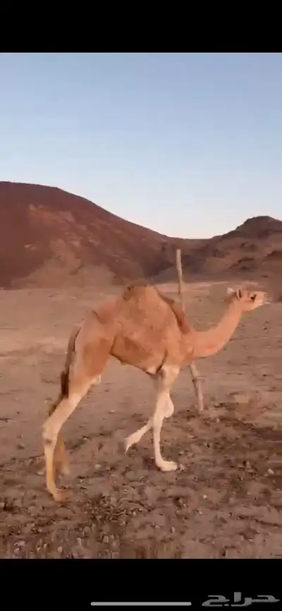 ناقه حره مع ولدها معها اوراقها index