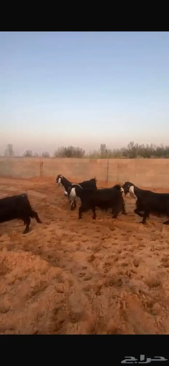 معزاء مقاني حلوه 6