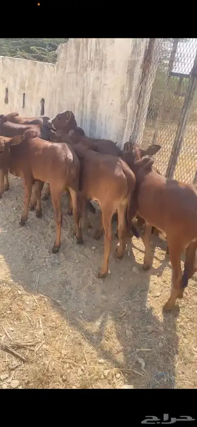 حسيل بلدي دهم index