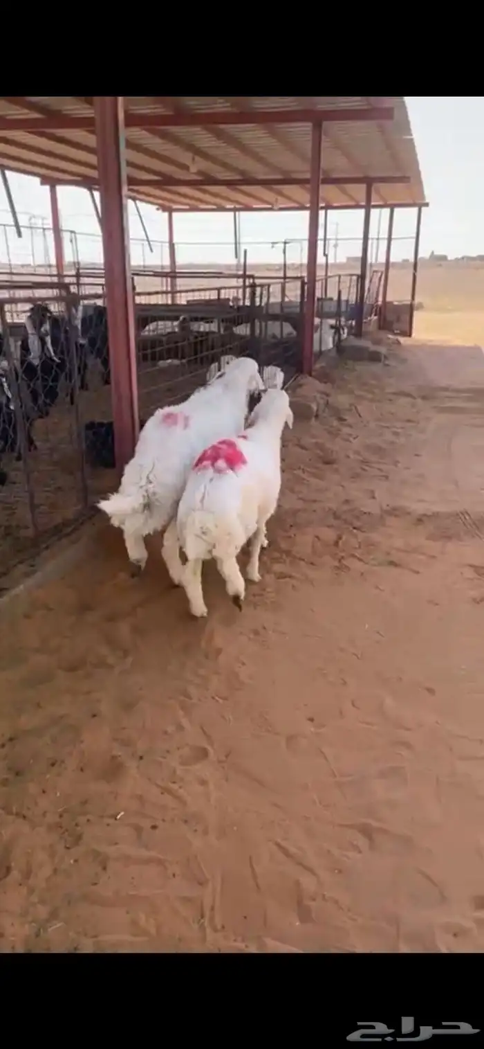 طليان حريه طيبات بالحيل 2