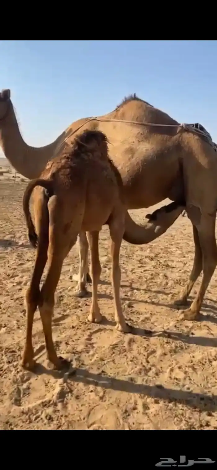 حاشي عمر6 اشهر 0