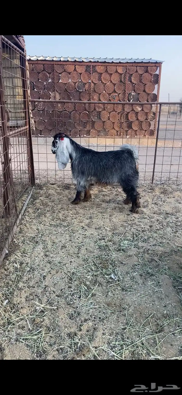 جفره للبيع 0