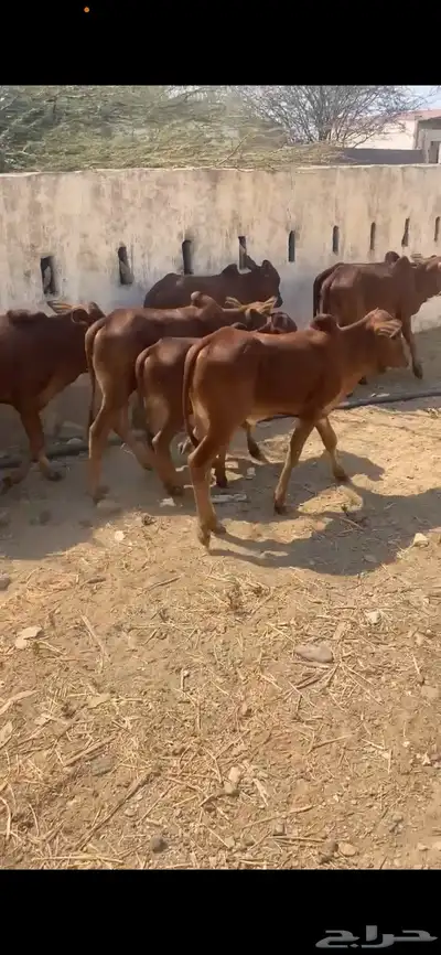 حسيل بلدي دهم index