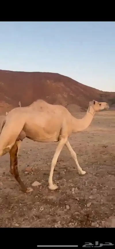 ناقه حره مع ولدها معها اوراقها index