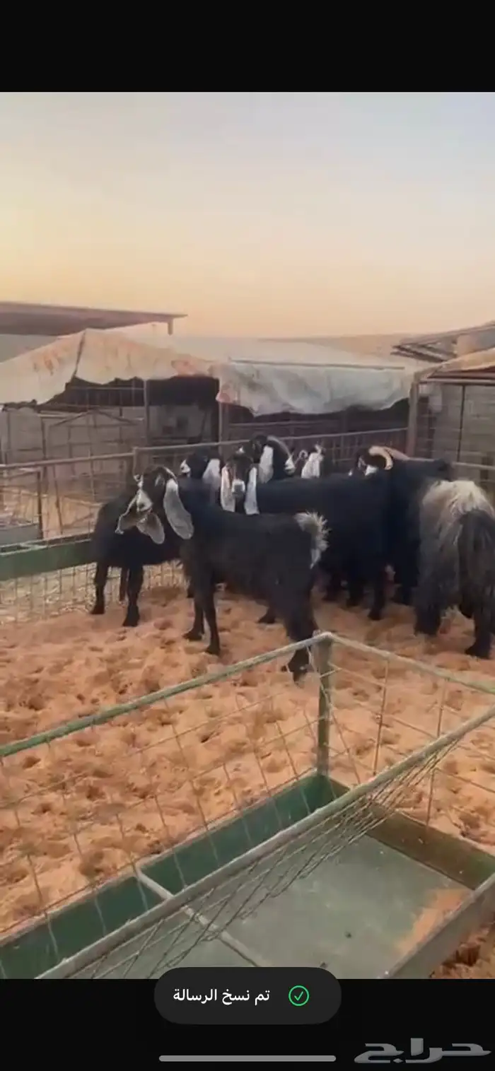 معزاء مقاني حلوه 4