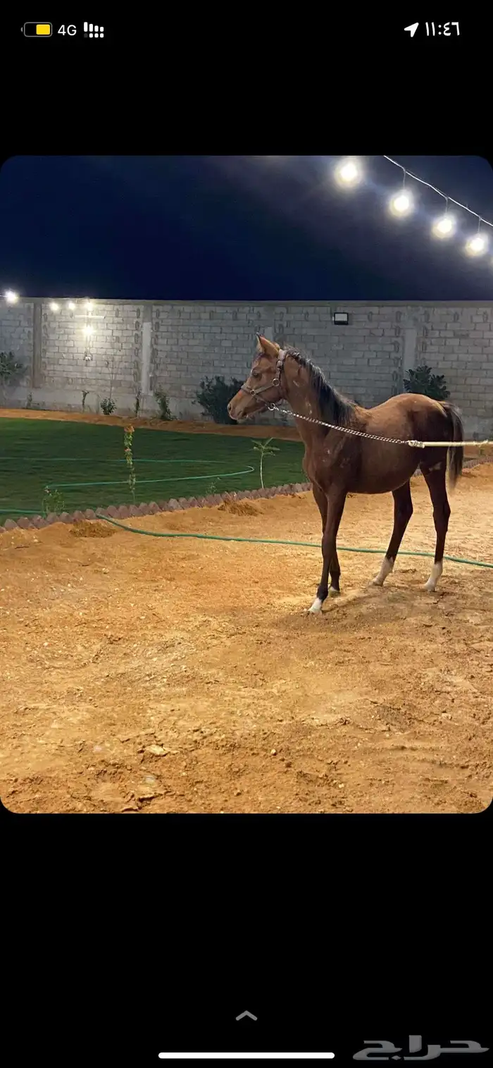 حصان شعبي العمر سنه 0
