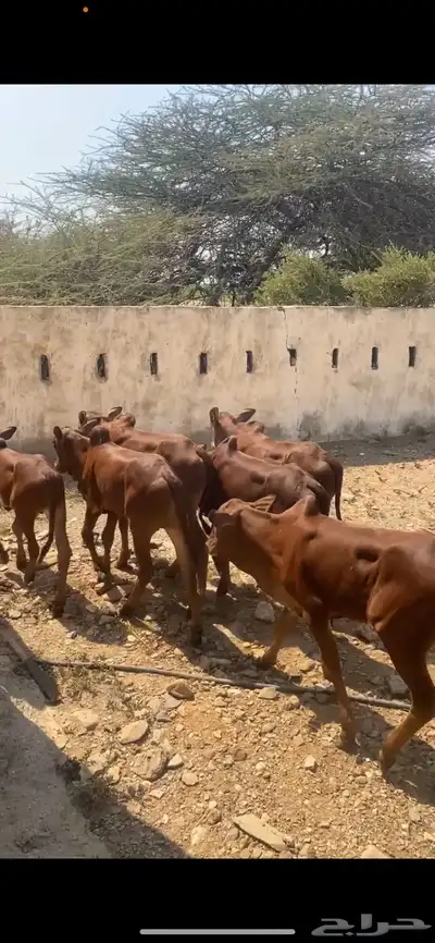 حسيل بلدي دهم index