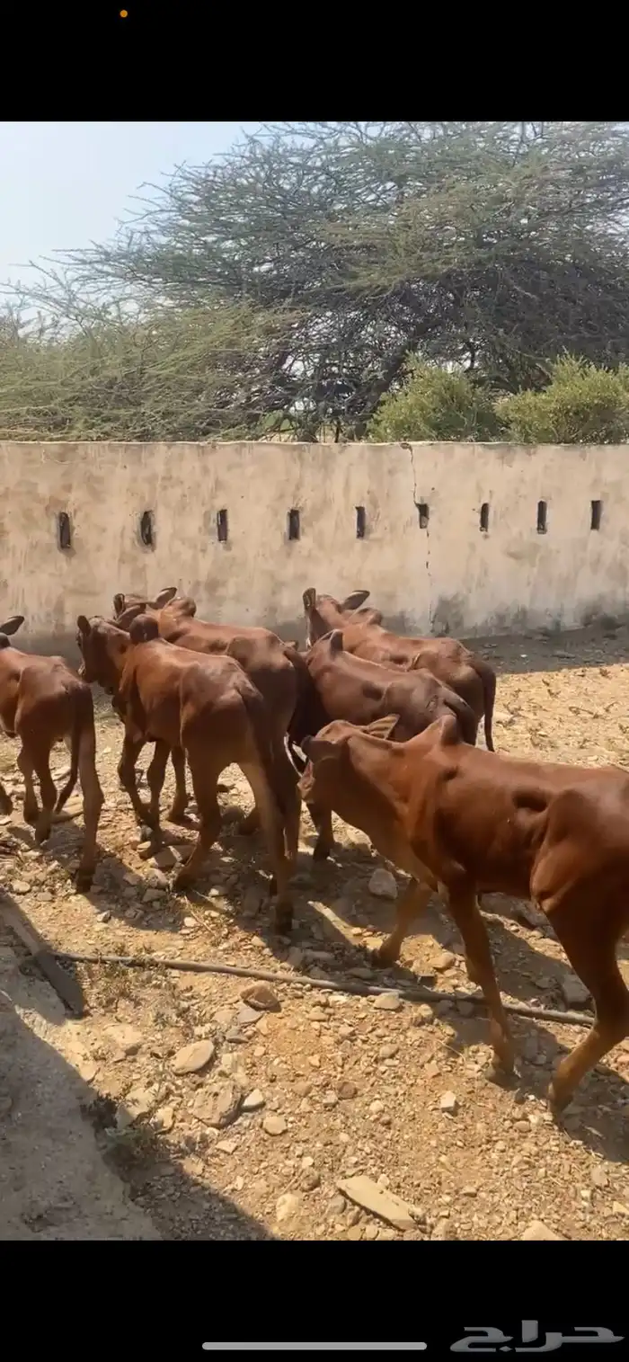 حسيل بلدي دهم 0