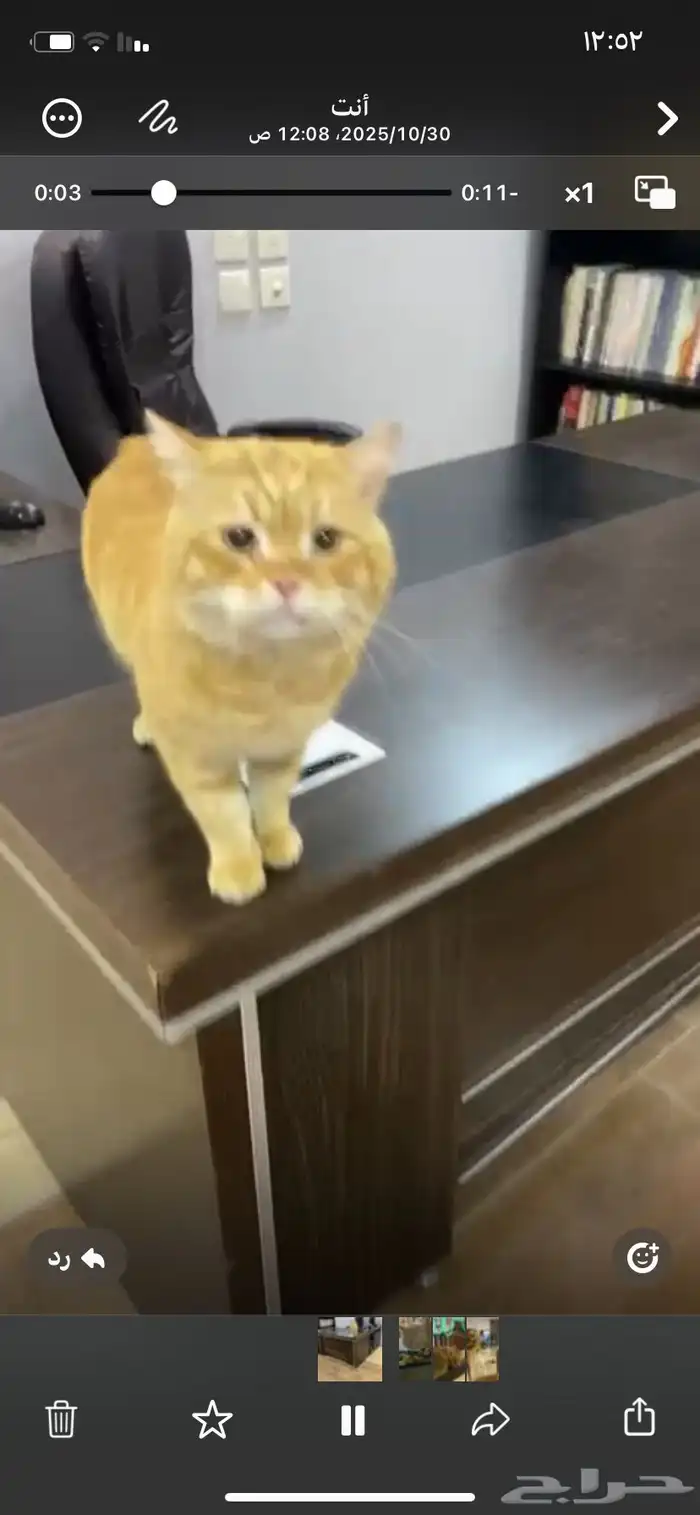 قط تبني مستعجل اليف 6