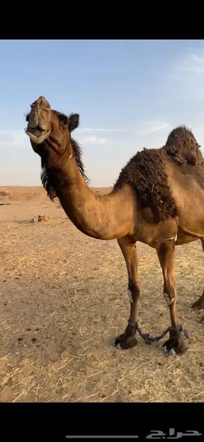 القحه كفو طيبه وقعود index