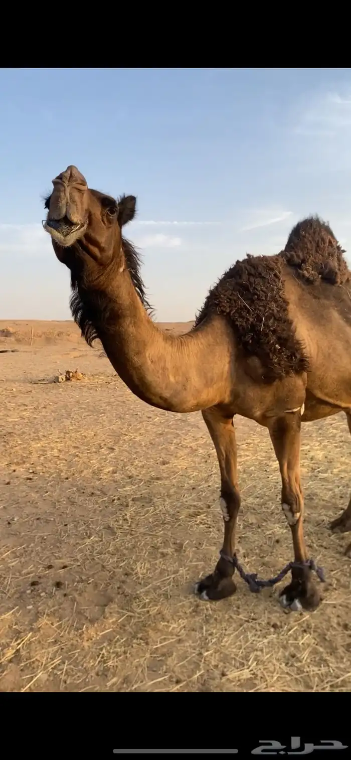 القحه كفو طيبه وقعود 1