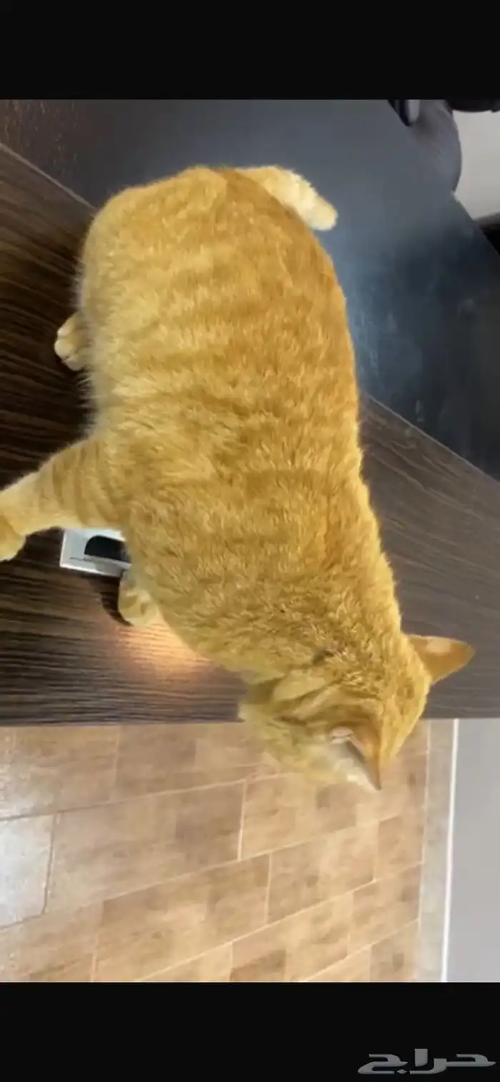 قط تبني مستعجل اليف 2