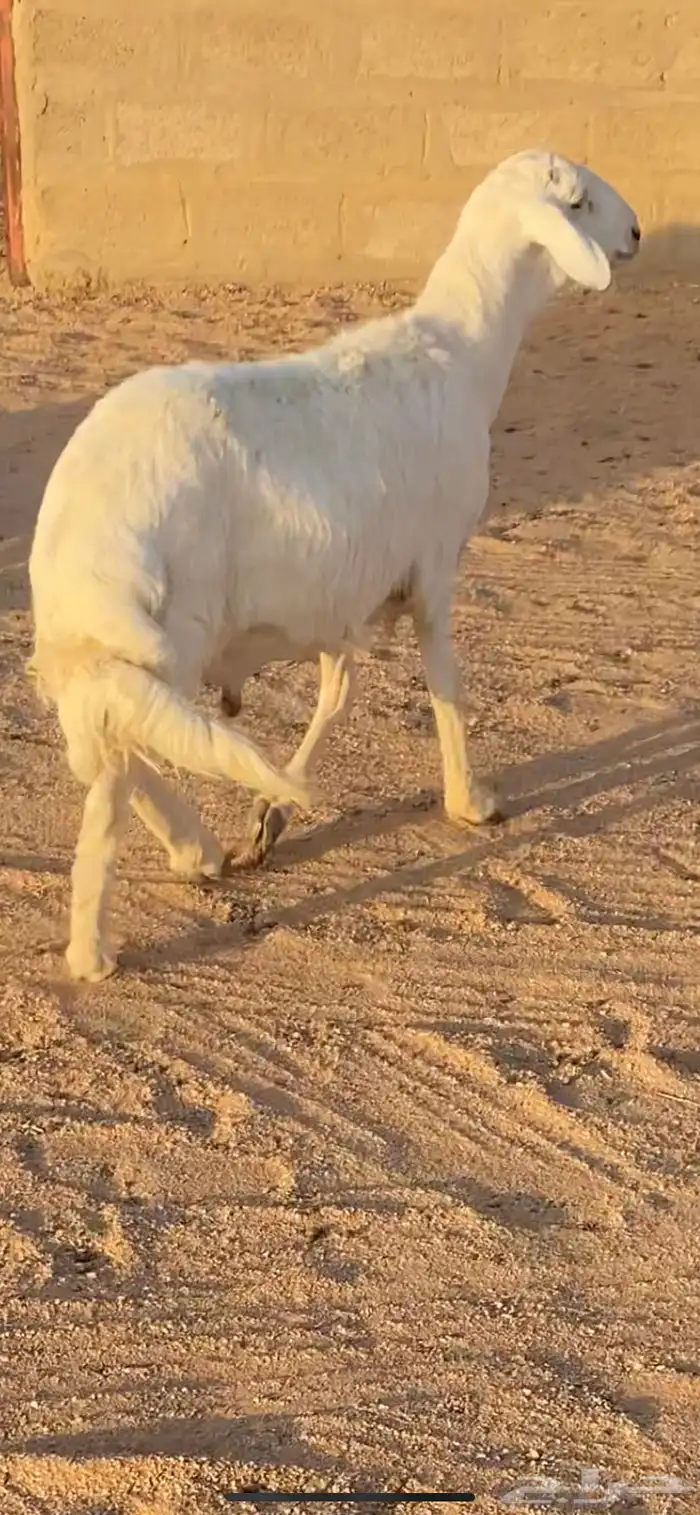 ذبيحه طيبه 0