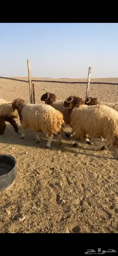 للبيع طليان جبر index