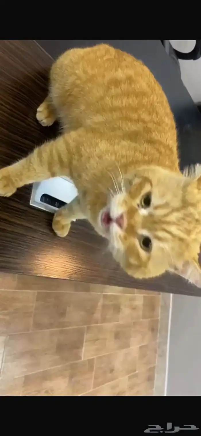 قط تبني مستعجل اليف 5