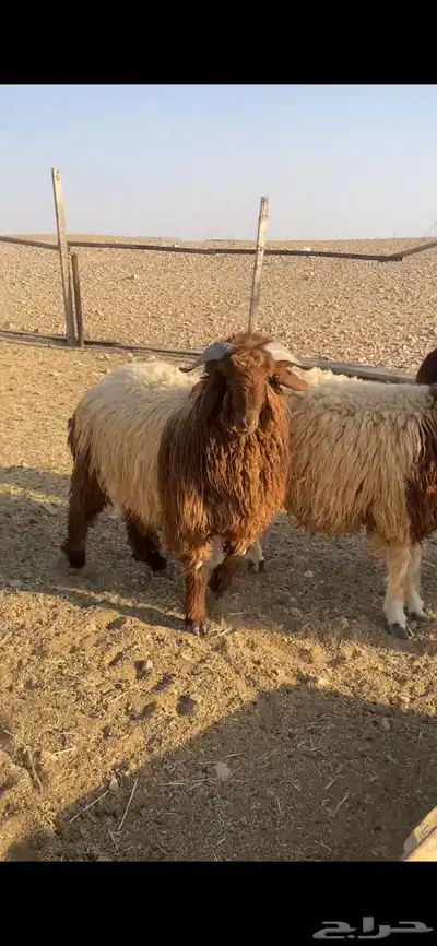 للبيع طليان جبر index