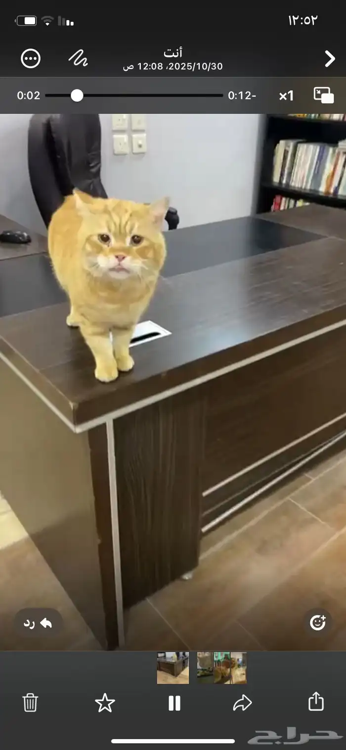 قط تبني مستعجل اليف 3