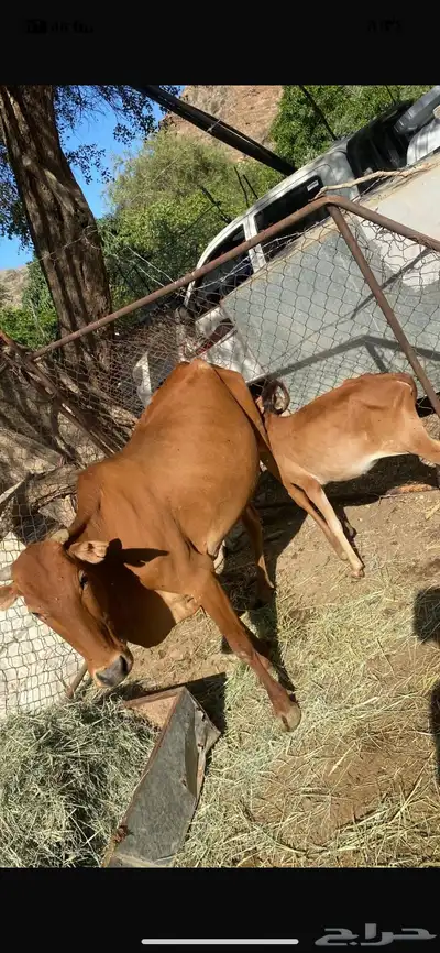 بقره منتوجه 0