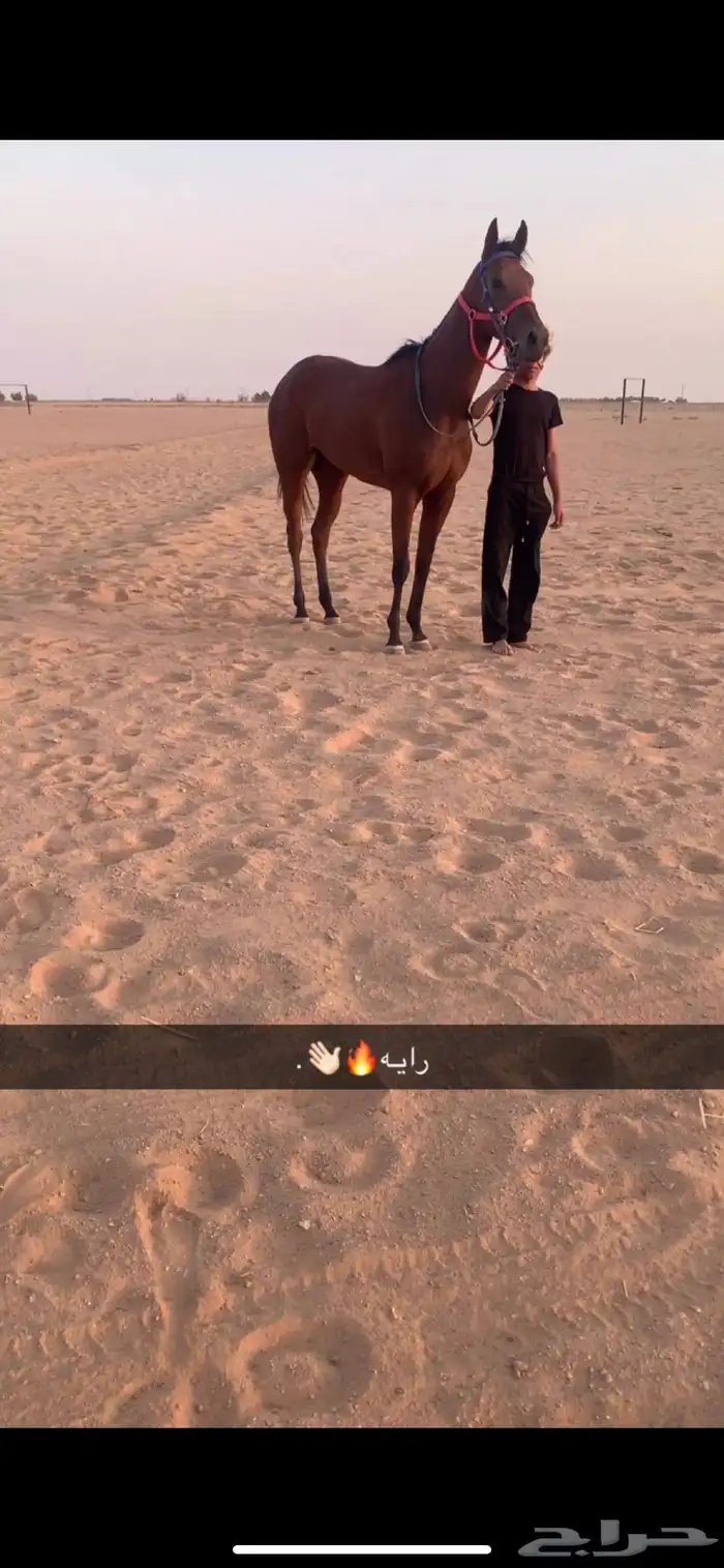 خيل 0