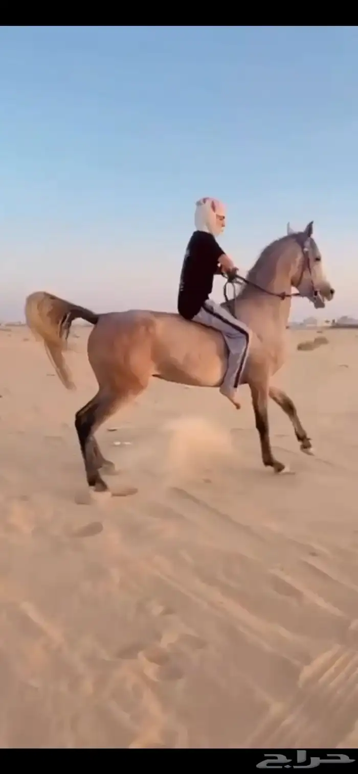 فرس شعبيه كفوو 3