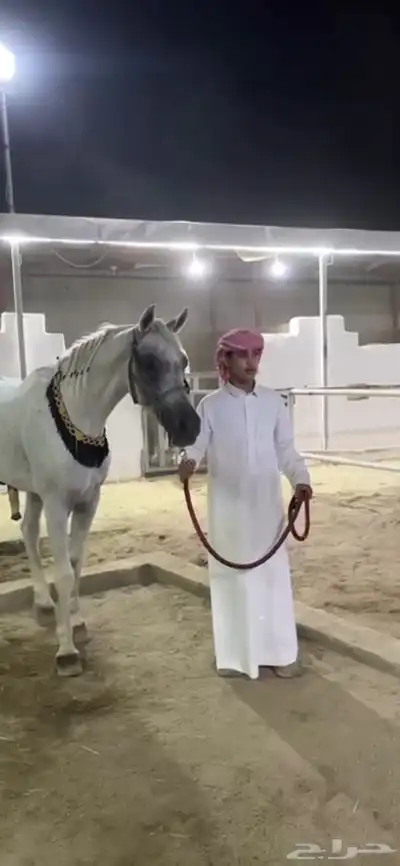 حصان كفووو اللي ي دور الزين لايفوته index