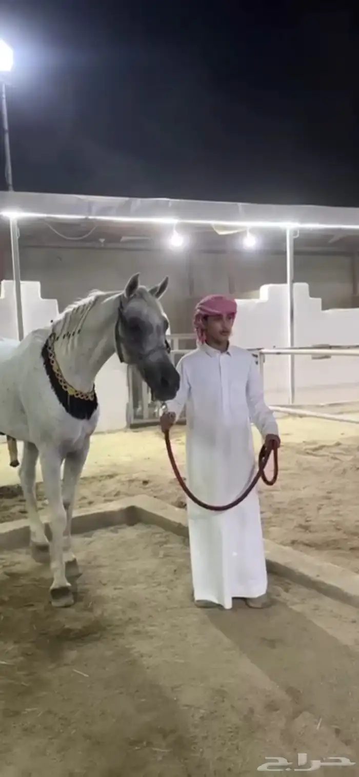 حصان كفووو اللي ي دور الزين لايفوته 2