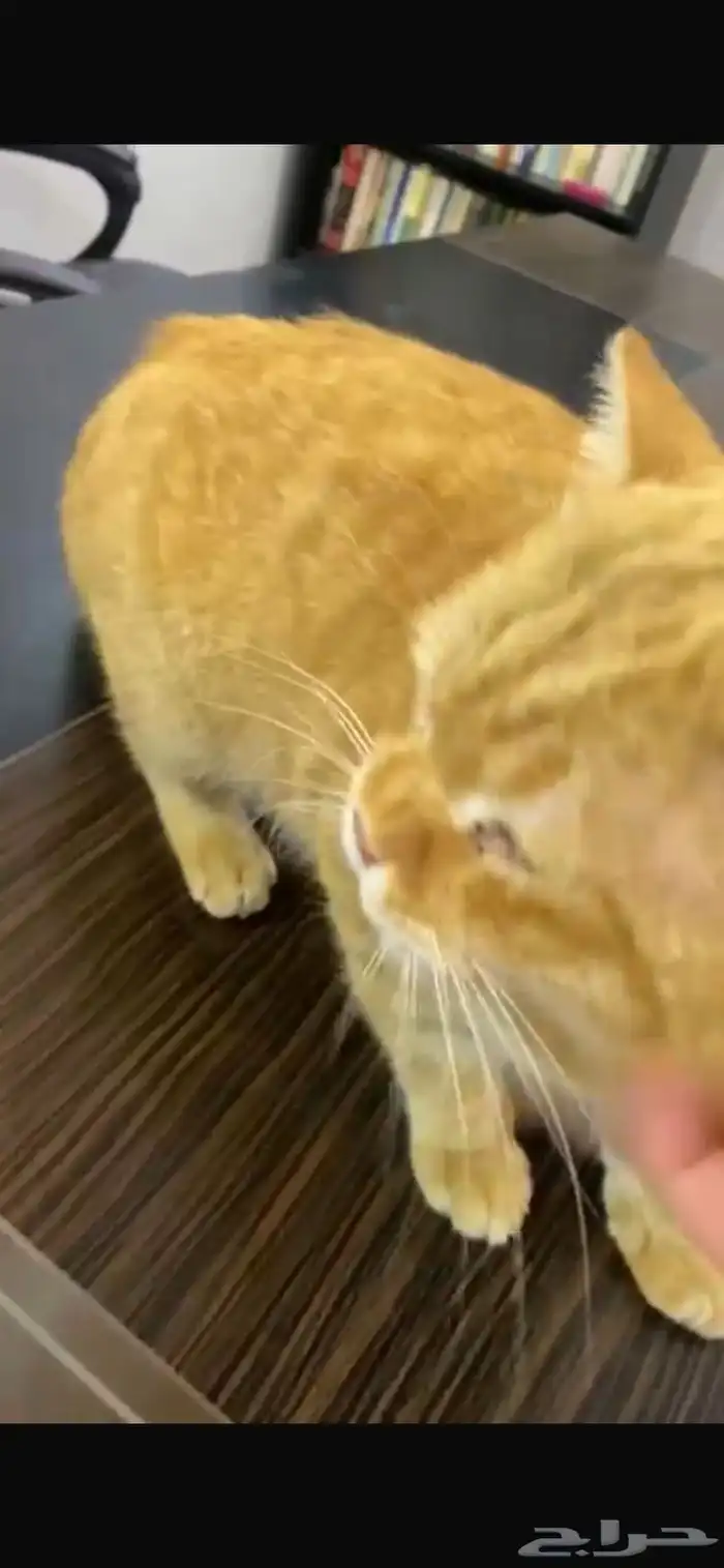 قط تبني مستعجل اليف 7