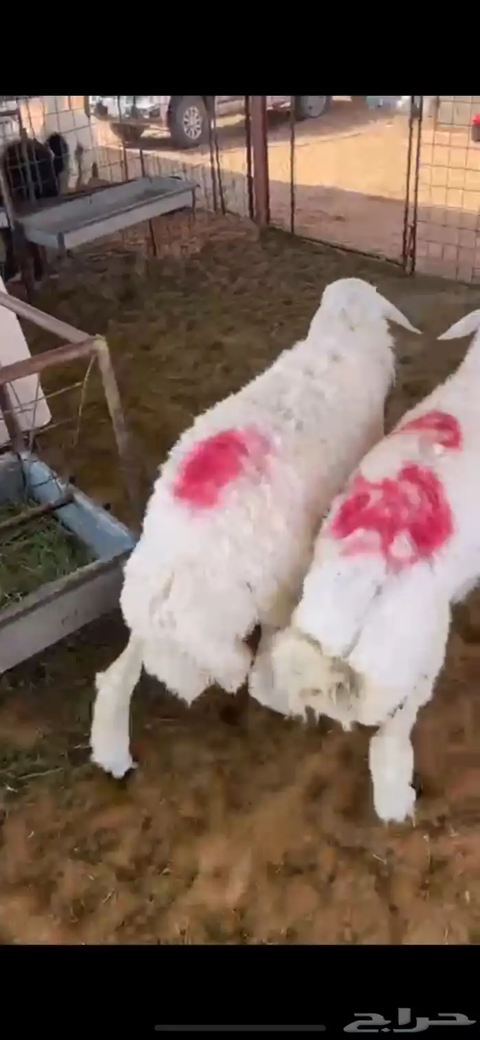 طليان حريه طيبات بالحيل 1