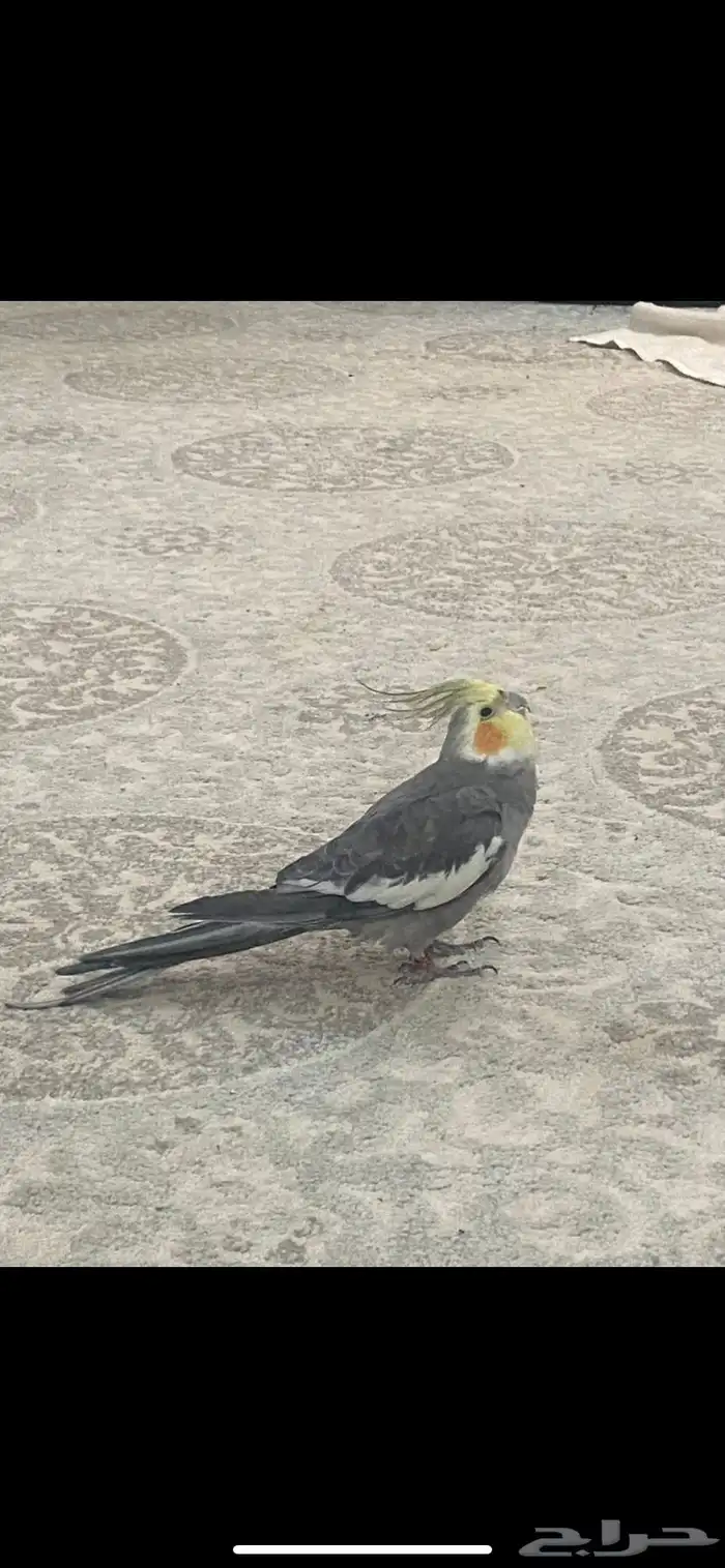 ببغاء كروان 1