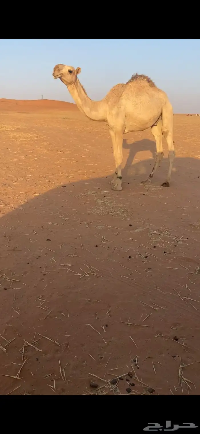 قعود باتلي جده حشار الرويس وامه رمانيه كفو ذمه وامانه 1