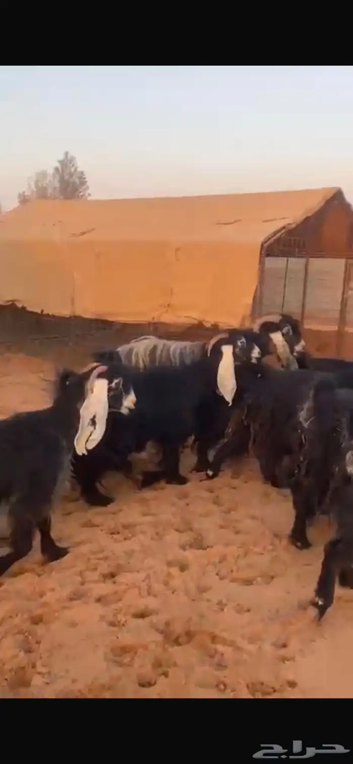 معزاء مقاني حلوه 5