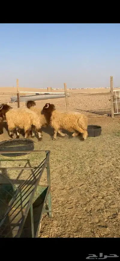 للبيع طليان جبر index