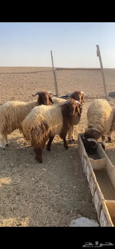 للبيع طليان جبر index