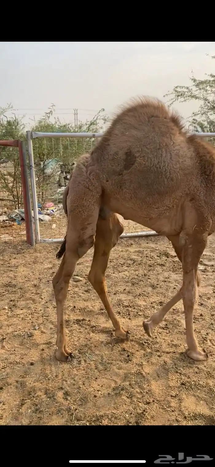 قعود على الحليب 0