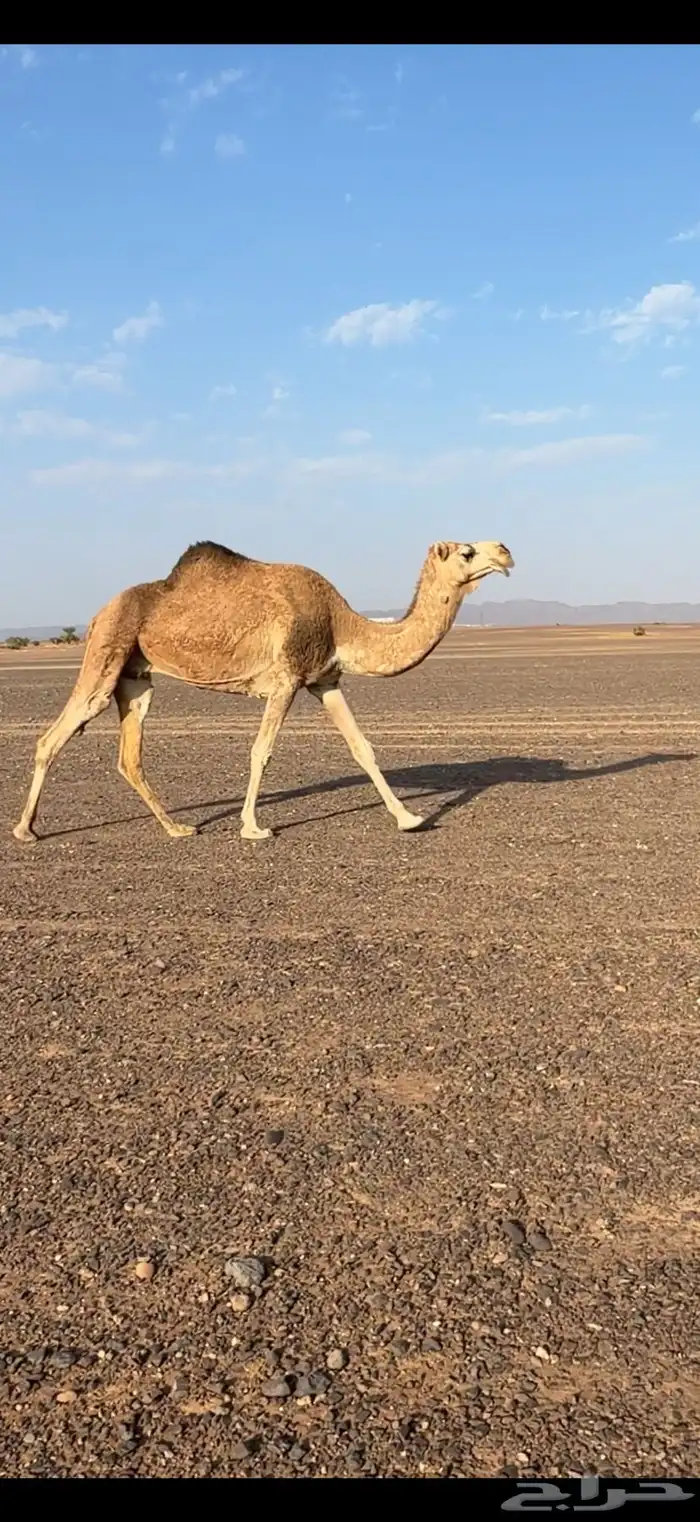 ضروبه منيحه شرط 1