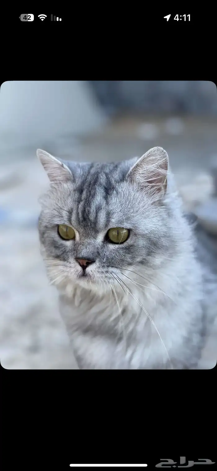 قط شيرازي للتبني 4