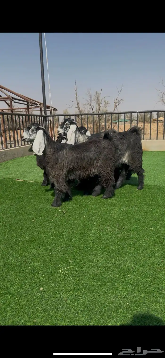 جفرات عوارض بالفحل خصصم 0