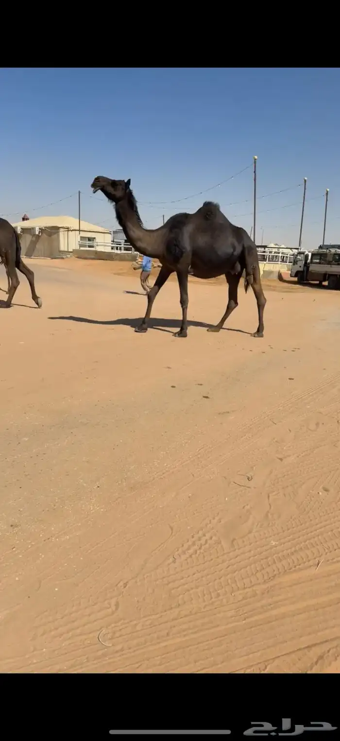 ابل للبيع مغاتير ومجاهيم خلفات ولقحات وقعدان وبكار 10