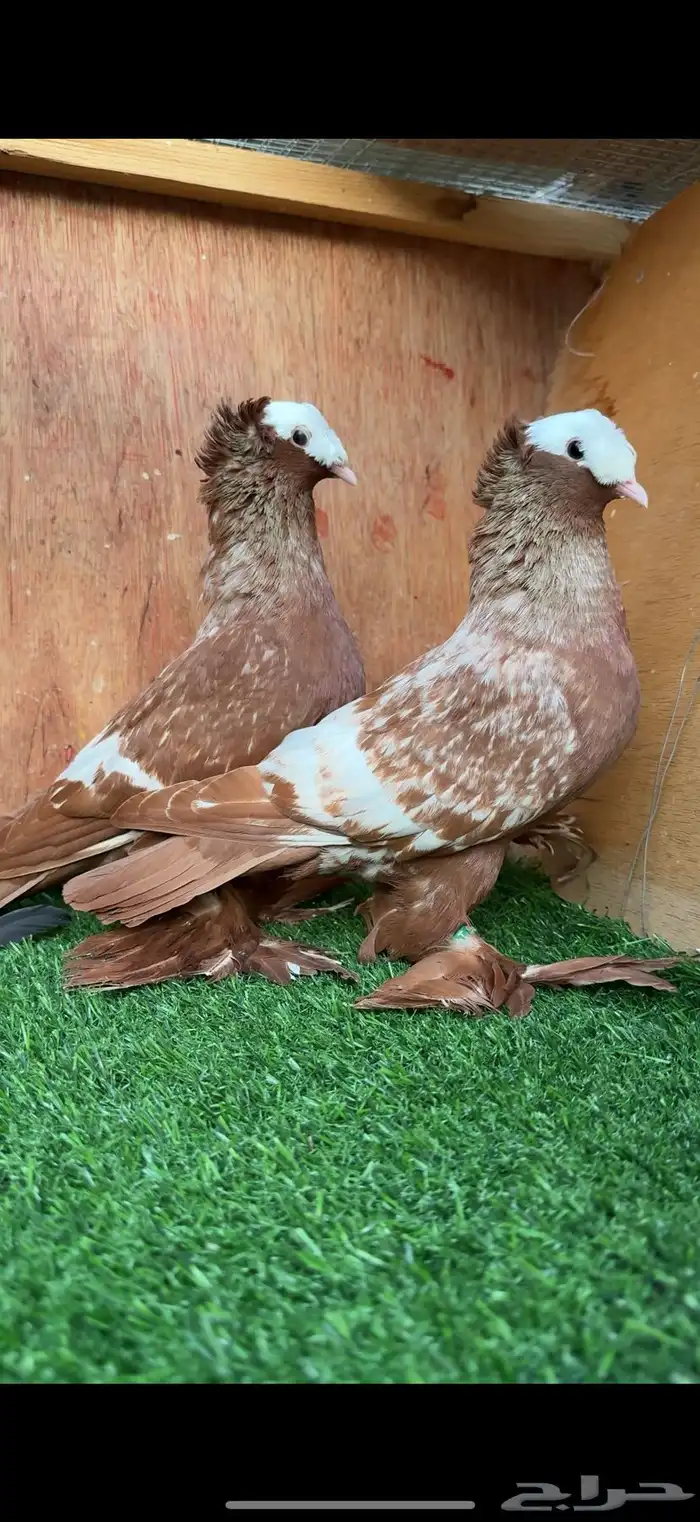 جوز حمام ساكسون 4