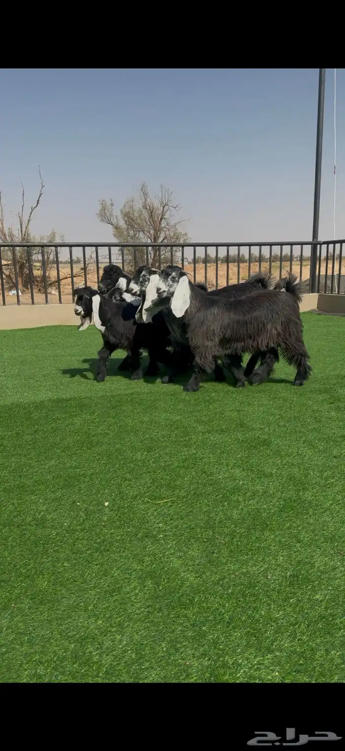 جفرات عوارض بالفحل خصصم 5