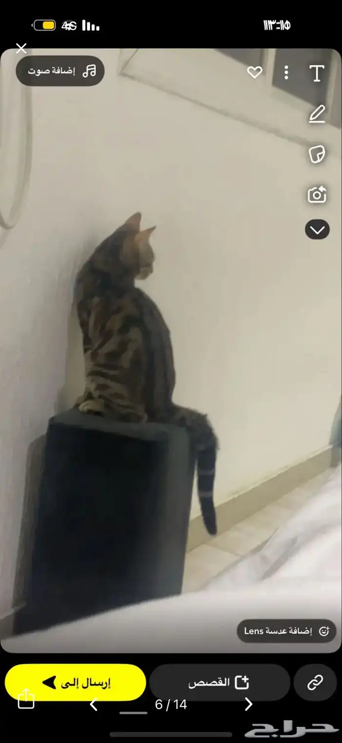 قط كفيف ضائع مكافأة 1500 ريال لمن يجده 7