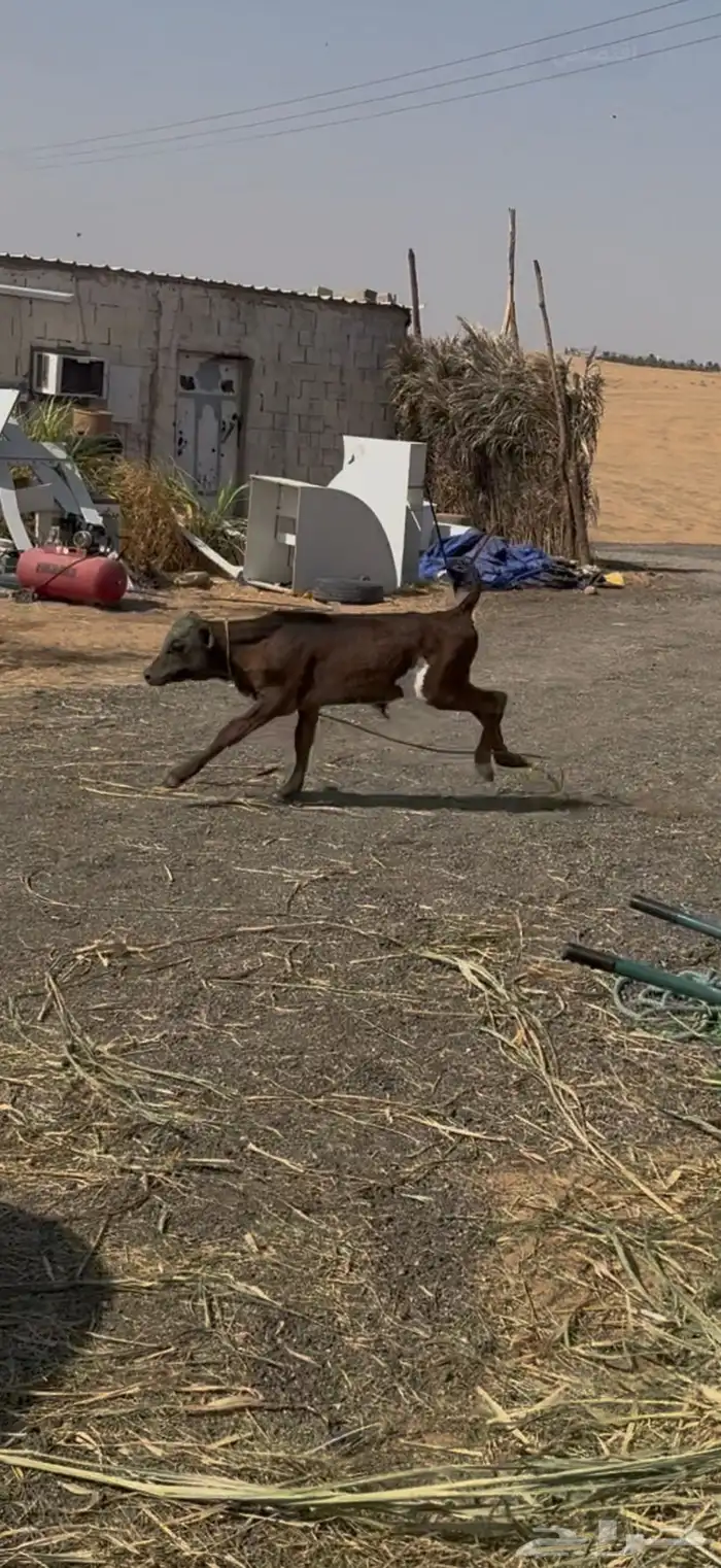 عجل الأماني 2