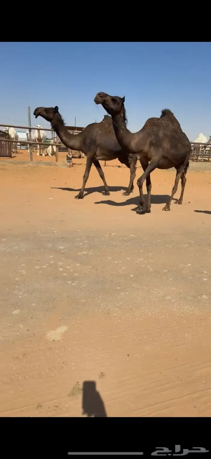 ابل للبيع مغاتير ومجاهيم خلفات ولقحات وقعدان وبكار 9