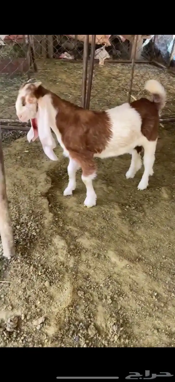 للبيع تيس هولندي 1