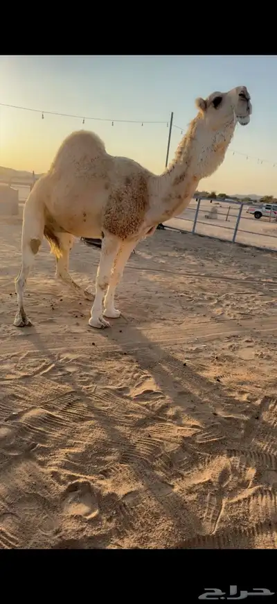 للبيع بعير index